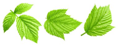 Raspberry leaf collection Clipping Path. Raspberry leaf isolated on white background