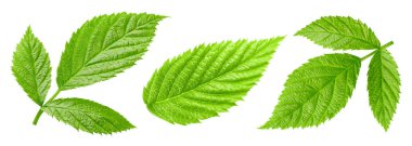 Raspberry leaf collection Clipping Path. Raspberry leaf isolated on white background