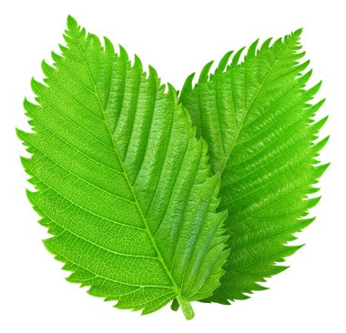 Fındık yeşil yaprak beyaz arka plan üzerinde izole. Yaprak kırpma yolu