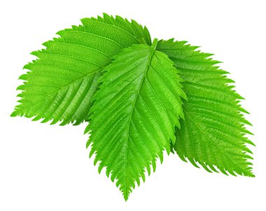 Fındık yeşil yaprak beyaz arka plan üzerinde izole. Yaprak kırpma yolu