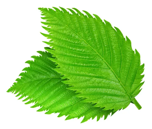 Fındık yeşil yaprak beyaz arka plan üzerinde izole. Yaprak kırpma yolu