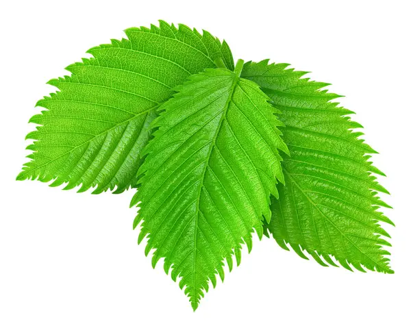 Fındık yeşil yaprak beyaz arka plan üzerinde izole. Yaprak kırpma yolu