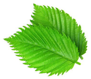 Fındık yaprakları beyaza izole edilmiş. Fındık yaprakları kırpma yolu