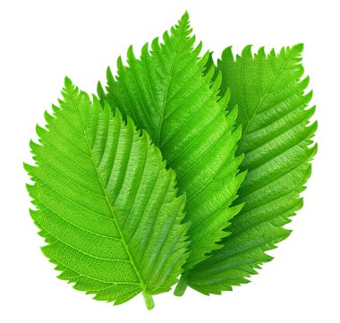 Fındık yaprakları beyaz arka planda yalıtılmış. Kırpma Yolu Bırakır