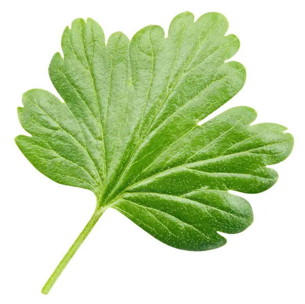 Bektaşi üzümü yapraklı makro stüdyo fotoğrafı. Bektaşi üzümü beyaz arka planda izole edilmiş. Yol yaprağı bektaşi üzümü kırpılıyor