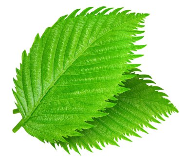 Fındık yaprakları beyaza izole edilmiş. Fındık yaprakları kırpma yolu