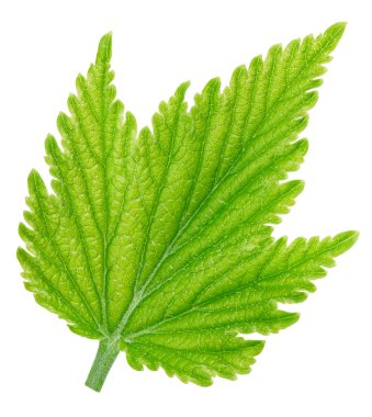 Frenk üzümü beyaz arkaplanda izole halde bırakır. Frenk üzümü kırpma yolunu terk eder. Currant makro stüdyo fotoğrafını bırakır