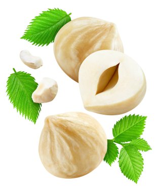 Fındık, beyaz arka planda izole edilmiş. Uçan fındık kırpma yolu. Yapraklı fındık