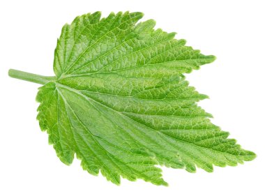 Beyaz arka planda frenk üzümü bırakır. Frenk üzümü koleksiyonunu izole edilmiş kırpma yolu bırakır