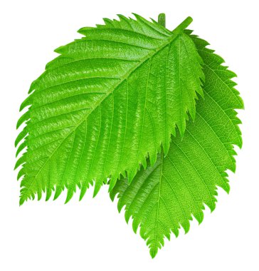 Fındık yaprakları beyaz arka planda yalıtılmış. Kırpma Yolu Bırakır