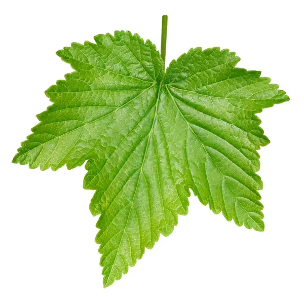 Beyaz arka planda frenk üzümü bırakır. Frenk üzümü koleksiyonunu izole edilmiş kırpma yolu bırakır