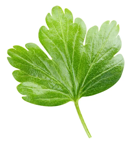 Bektaşi üzümü yeşili yapraklar üstten görünüyor. Böğürtlen yaprağı beyaza izole edilmiş. Bektaşi üzümü yaprakları kırpma yolu