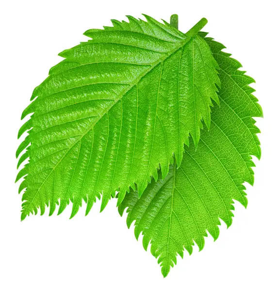 Fındık yaprakları beyaz arka planda yalıtılmış. Kırpma Yolu Bırakır