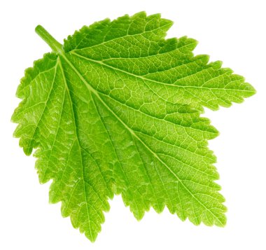 Beyaz arka planda siyah frenk üzümü yaprakları var. Siyah kuşüzümü kırpma yolu.