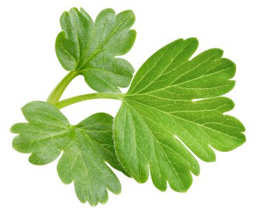 Bektaşi üzümü yapraklı makro stüdyo fotoğrafı. Bektaşi üzümü beyaz arka planda izole edilmiş. Yol yaprağı bektaşi üzümü kırpılıyor