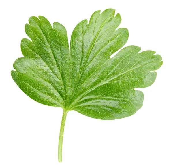 Bektaşi üzümü yapraklı makro stüdyo fotoğrafı. Bektaşi üzümü beyaz arka planda izole edilmiş. Yol yaprağı bektaşi üzümü kırpılıyor