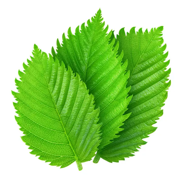 Fındık fındıklı yapraklar beyaz arka planda izole. Ceviz Kırpma Yolu 'nu Bırakır