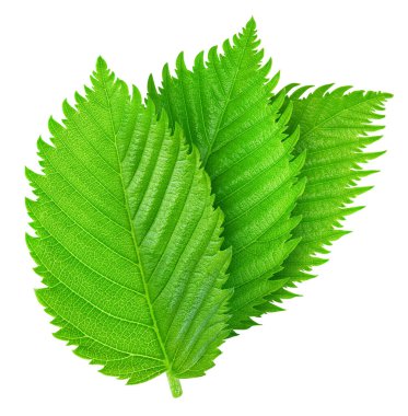 Fındık fındıklı yapraklar beyaz arka planda izole. Ceviz Kırpma Yolu 'nu Bırakır