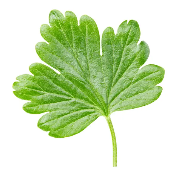 Bektaşi üzümü yaprağı beyaz arka planda izole edilmiş. Bektaşi üzümü yaprağı kırpma yolu. Bektaşi üzümü yeşili yapraklar üstten görünüyor