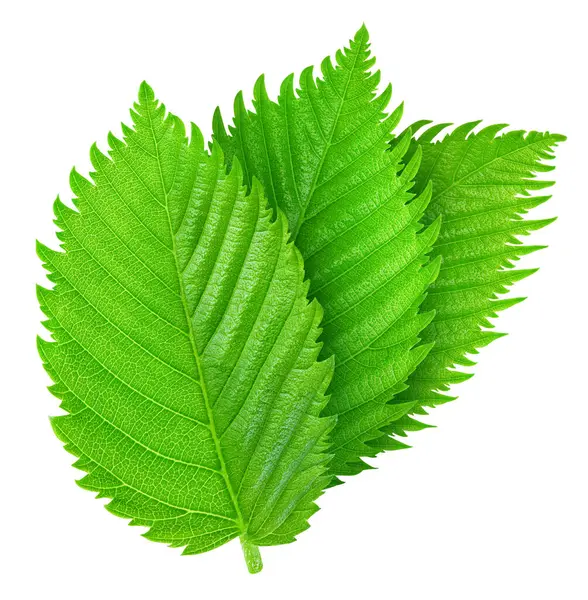 Fındık fındıklı yapraklar beyaz arka planda izole. Ceviz Kırpma Yolu 'nu Bırakır