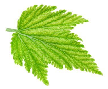 Beyaz arka planda siyah frenk üzümü yaprakları var. Siyah kuşüzümü kırpma yolu.