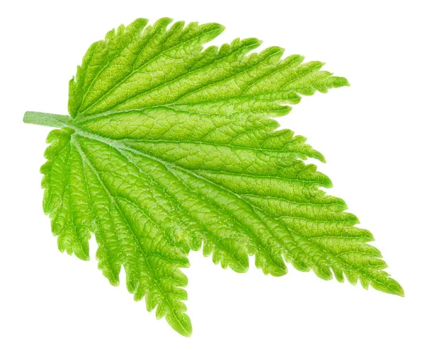 Beyaz arka planda siyah frenk üzümü yaprakları var. Siyah kuşüzümü kırpma yolu.