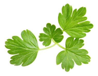 Bektaşi üzümü yaprakları beyaz arka planda izole edilmiş. Bektaşi üzümü kesme yolu yaprakları. Yaprak makro stüdyo fotoğrafı