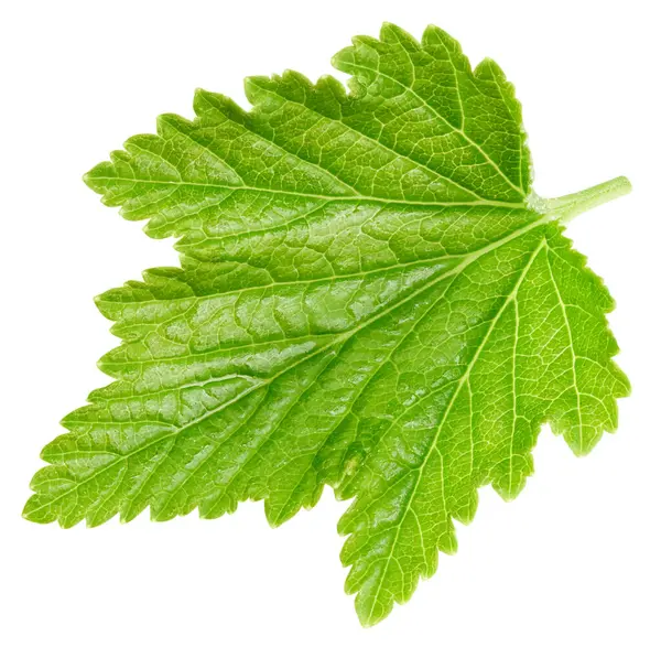 Frenk üzümü beyaz arkaplanda izole halde bırakır. Frenk üzümü kırpma yolunu terk eder. Currant makro stüdyo fotoğrafını bırakır