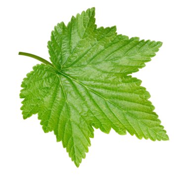 Beyaz arka planda frenk üzümü bırakır. Frenk üzümü koleksiyonunu izole edilmiş kırpma yolu bırakır