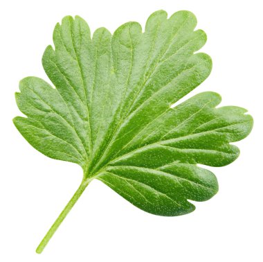 Bektaşi üzümü yapraklı makro stüdyo fotoğrafı. Bektaşi üzümü beyaz arka planda izole edilmiş. Yol yaprağı bektaşi üzümü kırpılıyor