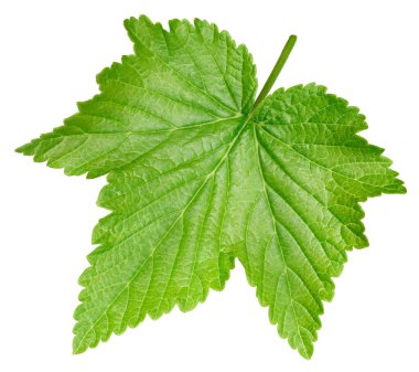 Beyaz arka planda siyah frenk üzümü yaprakları var. Siyah kuşüzümü kırpma yolu.