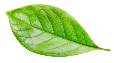 Beyaz arka planda egzotik bir yaprak. Yaprak kırpma yolu. Yaprak makro stüdyo fotoğrafı