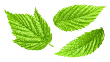 Raspberry leaf collection Clipping Path. Raspberry leaf isolated on white background