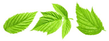 Raspberry leaf. Fresh raspberry leaf isolated on white background. Raspberry leaf clipping path