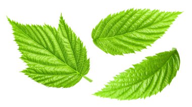Raspberry leaf collection Clipping Path. Raspberry leaf isolated on white background