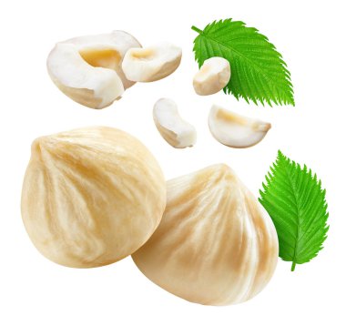 Fındık uçuşu koleksiyonu beyaz arka planda izole edilmiş. Filberts Fındık yaprakları kırpma yolu.