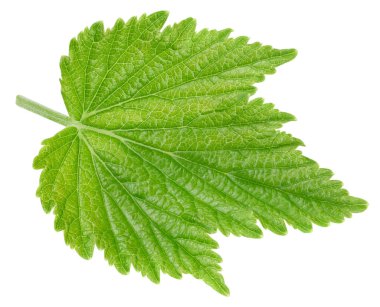 Beyaz arka planda siyah frenk üzümü yaprakları var. Siyah kuşüzümü kırpma yolu.