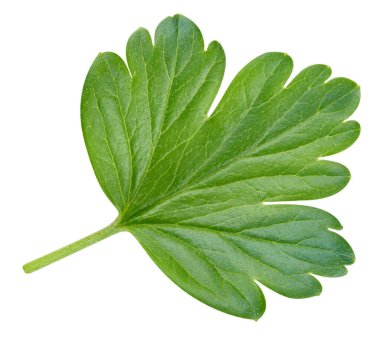 Bektaşi üzümü yapraklı makro stüdyo fotoğrafı. Bektaşi üzümü beyaz arka planda izole edilmiş. Yol yaprağı bektaşi üzümü kırpılıyor