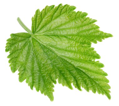 Beyaz arka planda frenk üzümü bırakır. Frenk üzümü koleksiyonunu izole edilmiş kırpma yolu bırakır