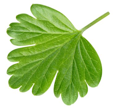 Bektaşi üzümü yeşili yapraklar üstten görünüyor. Böğürtlen yaprağı beyaza izole edilmiş. Bektaşi üzümü yaprakları kırpma yolu