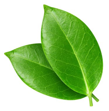 Beyaz arka planda yaprak izole edilmiş. Mango yaprağı kırpma yolu