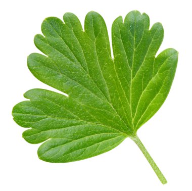 Bektaşi üzümü yapraklı makro stüdyo fotoğrafı. Bektaşi üzümü beyaz arka planda izole edilmiş. Yol yaprağı bektaşi üzümü kırpılıyor