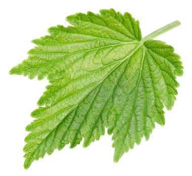 Beyaz arka planda siyah frenk üzümü yaprakları var. Siyah kuşüzümü kırpma yolu.