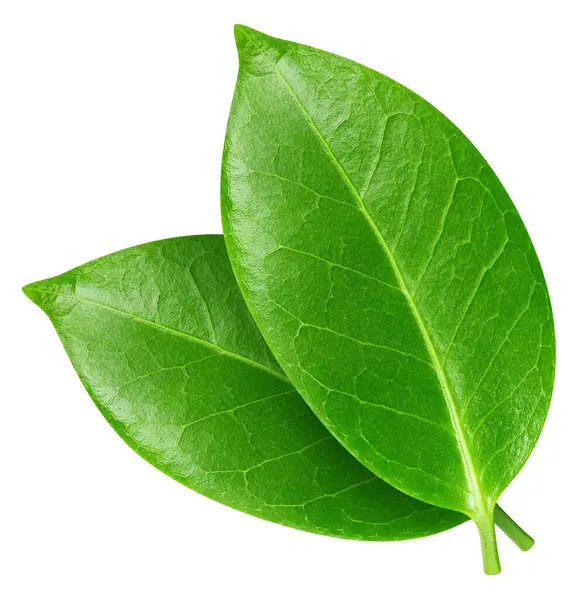 Beyaz arka planda yaprak izole edilmiş. Mango yaprağı kırpma yolu