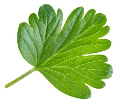 Bektaşi üzümü yapraklı makro stüdyo fotoğrafı. Bektaşi üzümü beyaz arka planda izole edilmiş. Yol yaprağı bektaşi üzümü kırpılıyor