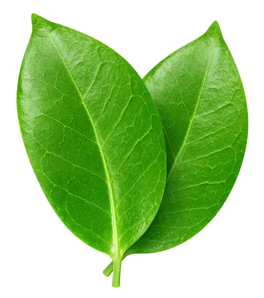 Beyaz arka planda yeşil egzotik yaprak. İki egzotik yaprak kırpma yolu