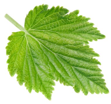 Beyaz arka planda siyah frenk üzümü yaprakları var. Siyah kuşüzümü kırpma yolu.