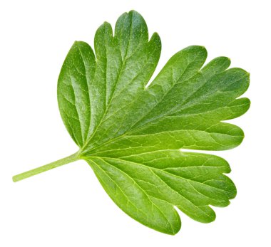 Bektaşi üzümü yaprakları beyaz arka planda izole edilmiş. Bektaşi üzümü kesme yolu yaprakları. Yaprak makro stüdyo fotoğrafı