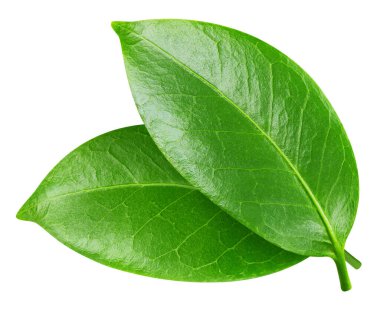 Beyaz arka planda yeşil egzotik yaprak. İki egzotik yaprak kırpma yolu