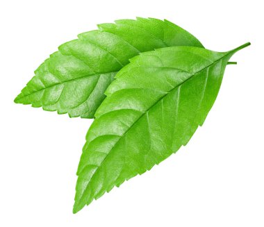 Beyaz arka planda yeşil egzotik yaprak. İki egzotik yaprak kırpma yolu